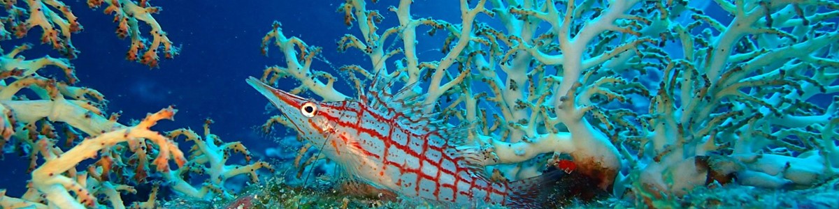 Sharm El Naga Bay - Full Day